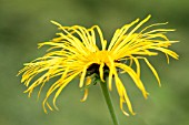 INULA MAGNIFICA