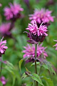 MONARDA DIDYMA