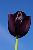 TULIPA QUEEN OF NIGHT