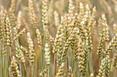 TRITICUM AESTIVUM PARAGON WHEAT