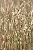 TRITICUM AESTIVUM PARAGON WHEAT