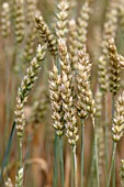 AESTIVUM TRITICUM PARAGON WHEAT