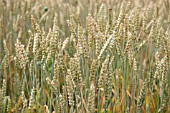 AESTIVUM TRITICUM PARAGON WHEAT