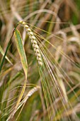 HORDEUM SATIVUM CHEVALIER