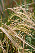 HORDEUM SATIVUM CHEVALIER