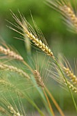 TRITICUM AESTIVUM APRIL BEARDED