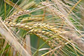 HORDEUM SATIVUM CHEVALIER