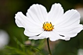 COSMOS BIPINNATUS PURITY