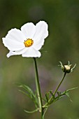 COSMOS BIPINNATUS PURITY