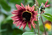 HELIANTHUS ANNUUS PASTICHE WITH HONEY BEE