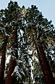 SEQUOIADENDRON GIGANTEUM