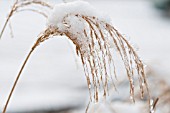 MISCANTHUS SINENSIS TRANSMORRISONENSIS