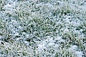 FROSTED GRASS