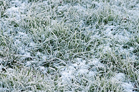 FROSTED_GRASS