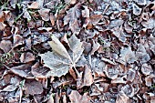 FROSTED AUTUMN LEAF LITTER
