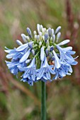 AGAPANTHUS ANGELA