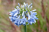 AGAPANTHUS ANGELA