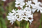 AGAPANTHUS ARDERNII HYBRID