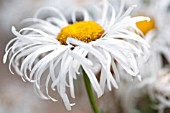 LEUCANTHEMUM X SUPERBUM PHYLLIS SMITH