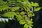 SORBUS AUCUPARIA JOSEPH ROCK