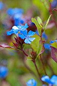 CERATOSTIGMA PLUMBAGINOIDES