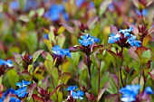 CERATOSTIGMA PLUMBAGINOIDES