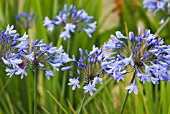 AGAPANTHUS CASCADE