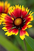 GAILLARDIA ARISTATA ARIZONA SUN