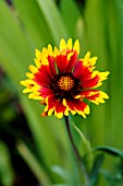 GAILLARDIA ARISTATA ARIZONA SUN