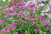 ACHILLEA MILLEFOLIUM CERISE QUEEN