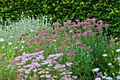 ACHILLEA MILLEFOLIUM CERISE QUEEN