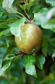 MALUS DOMESTICA EGREMONT RUSSET