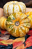 CUCURBITA MAXIMA MUNCHKIN PUMPKIN