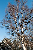 BETULA PENDULA GALLS