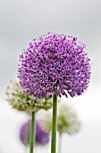 ALLIUM GLOBEMASTER