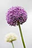 ALLIUM GLOBEMASTER MIXED WITH ALLIUM MOUNT EVEREST