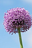 ALLIUM GIGANTEUM