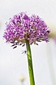 ALLIUM GIGANTEUM