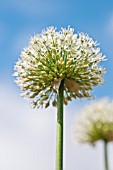 ALLIUM MOUNT EVEREST