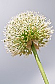 ALLIUM MOUNT EVEREST