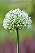 ALLIUM MOUNT EVEREST