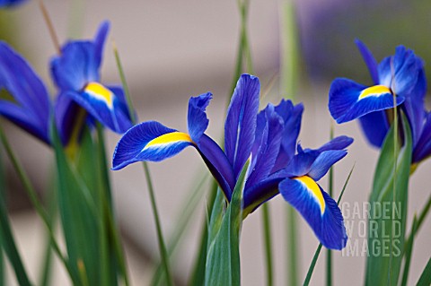 IRIS_XIPHIUM