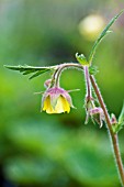 GEUM RIVALE LEMON DROPS