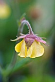 GEUM RIVALE LEMON DROPS