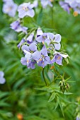 POLEMONIUM NORWELL MAUVE