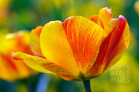 TULIPA_BEAUTY_OF_APELDOORN_TULIP_BEAUTY_OF_APELDOORN