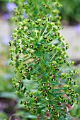 EUPHORBIA CHARACIAS BLACK PEARL