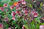 GEUM PINK FRILLS