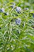 AMSONIA HUBRICHTII ERNST PAGELS