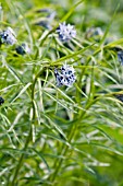 AMSONIA HUBRICHTII ERNST PAGELS